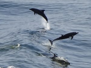 Dolphins Playing