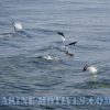 Dolphins Playing