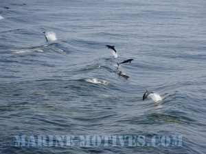 Dolphins Playing
