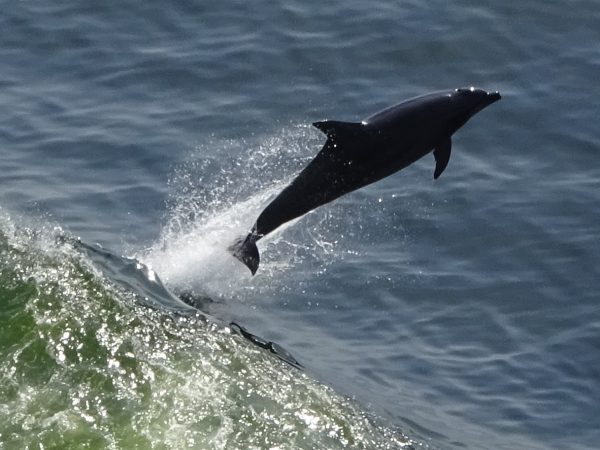 Flipper - Image 2