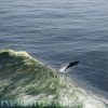 Flipper