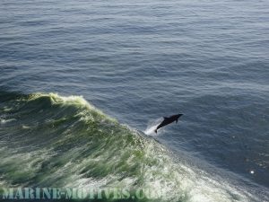 Flipper
