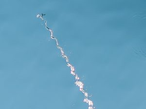 Flying Fish