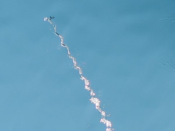 Flying Fish