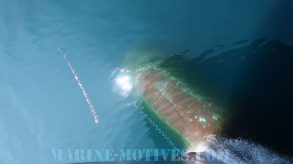 Flying Fish